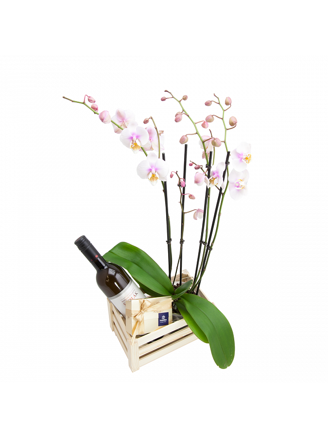 Dřevěná bedýnka Phalaenopsis